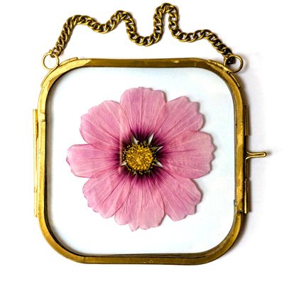 framed pressed flower cosmos