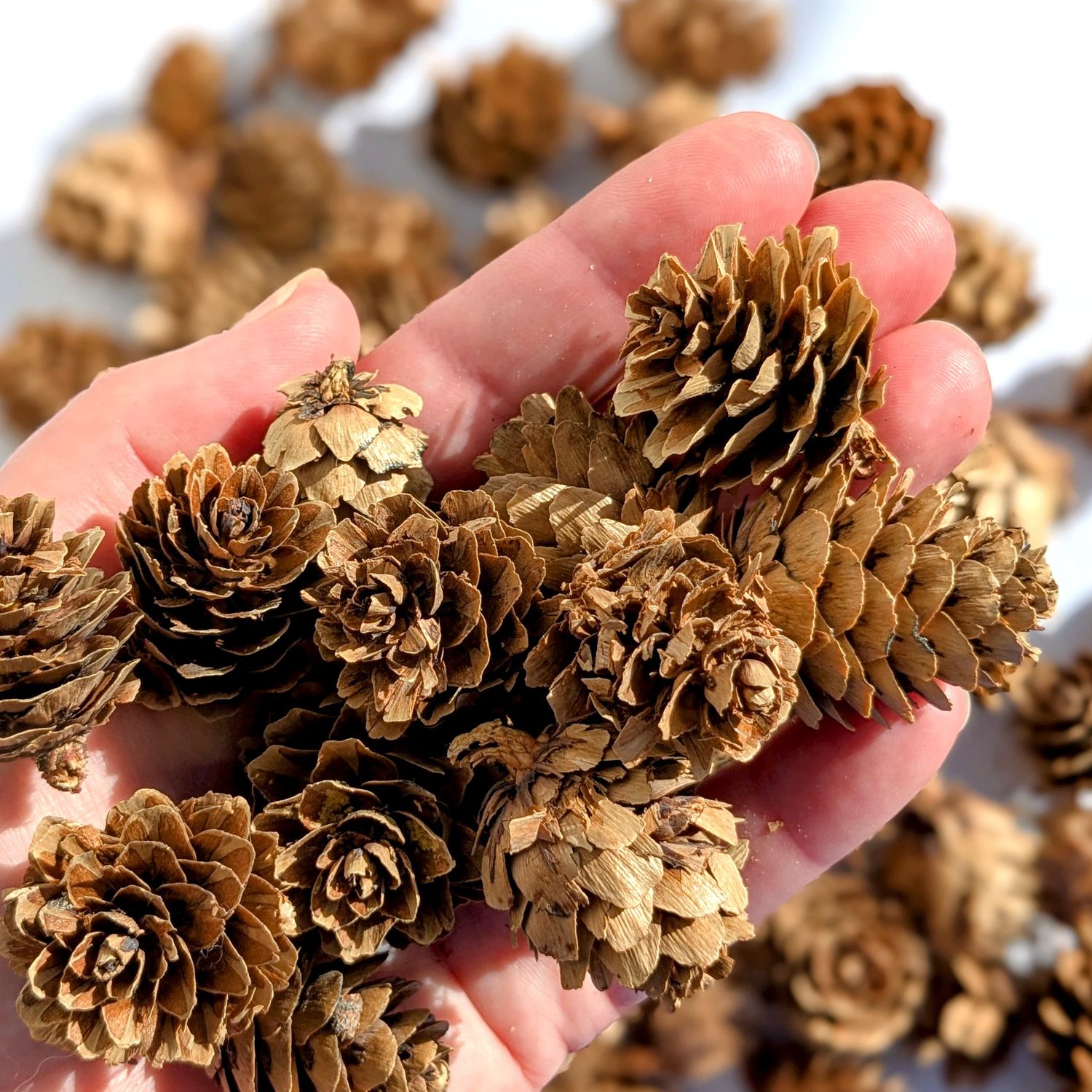 larch cones