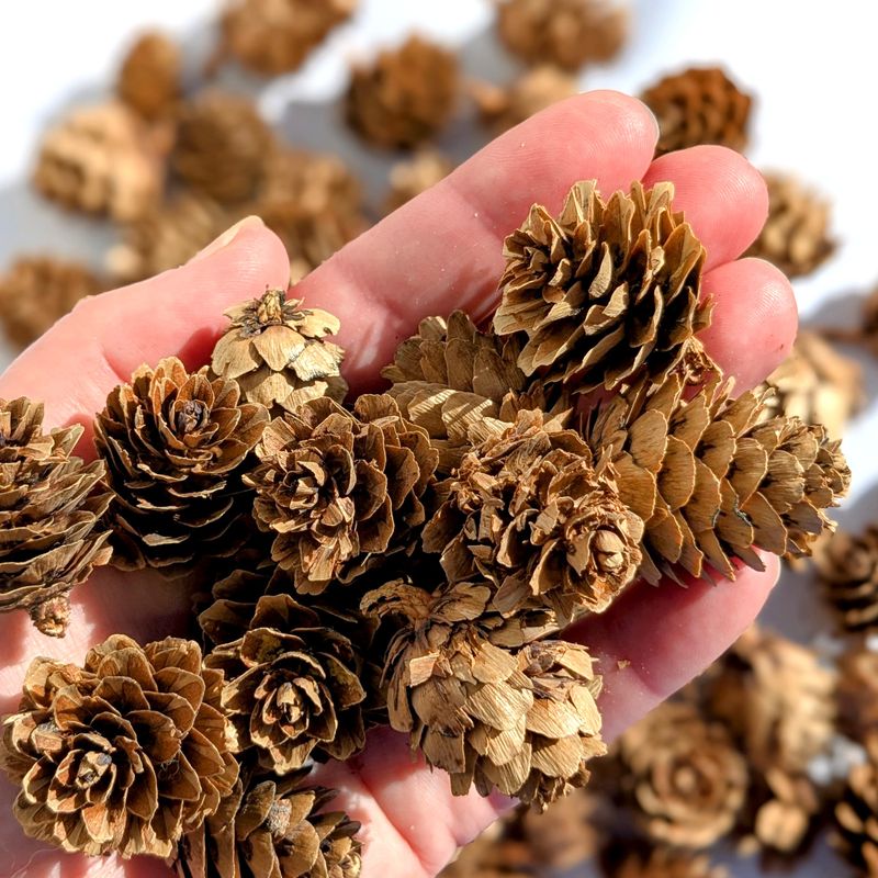 larch cones