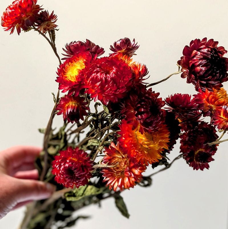 red helichrysum dried flower bunch