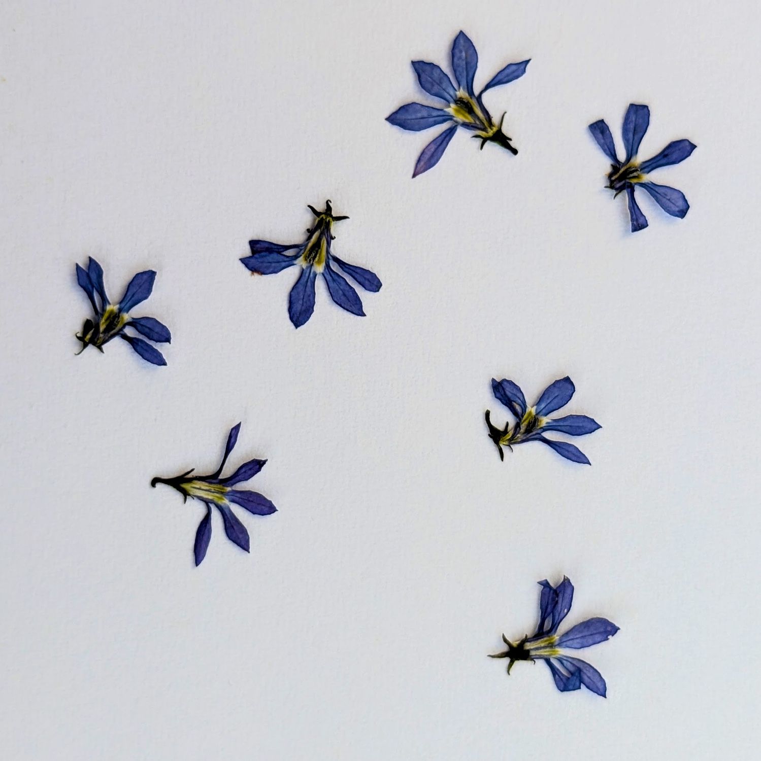 Pressed Isotoma 7 pack UK Pressed Isotoma 7 pack UK