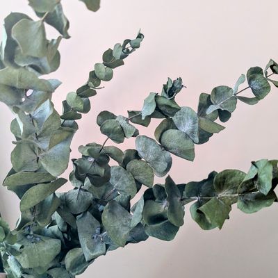 Eucalyptus bunch dried 5 stems UK dried eucalyptus