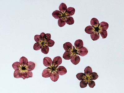 Pressed Saxifrage 7 pack UK pressed saxifrage