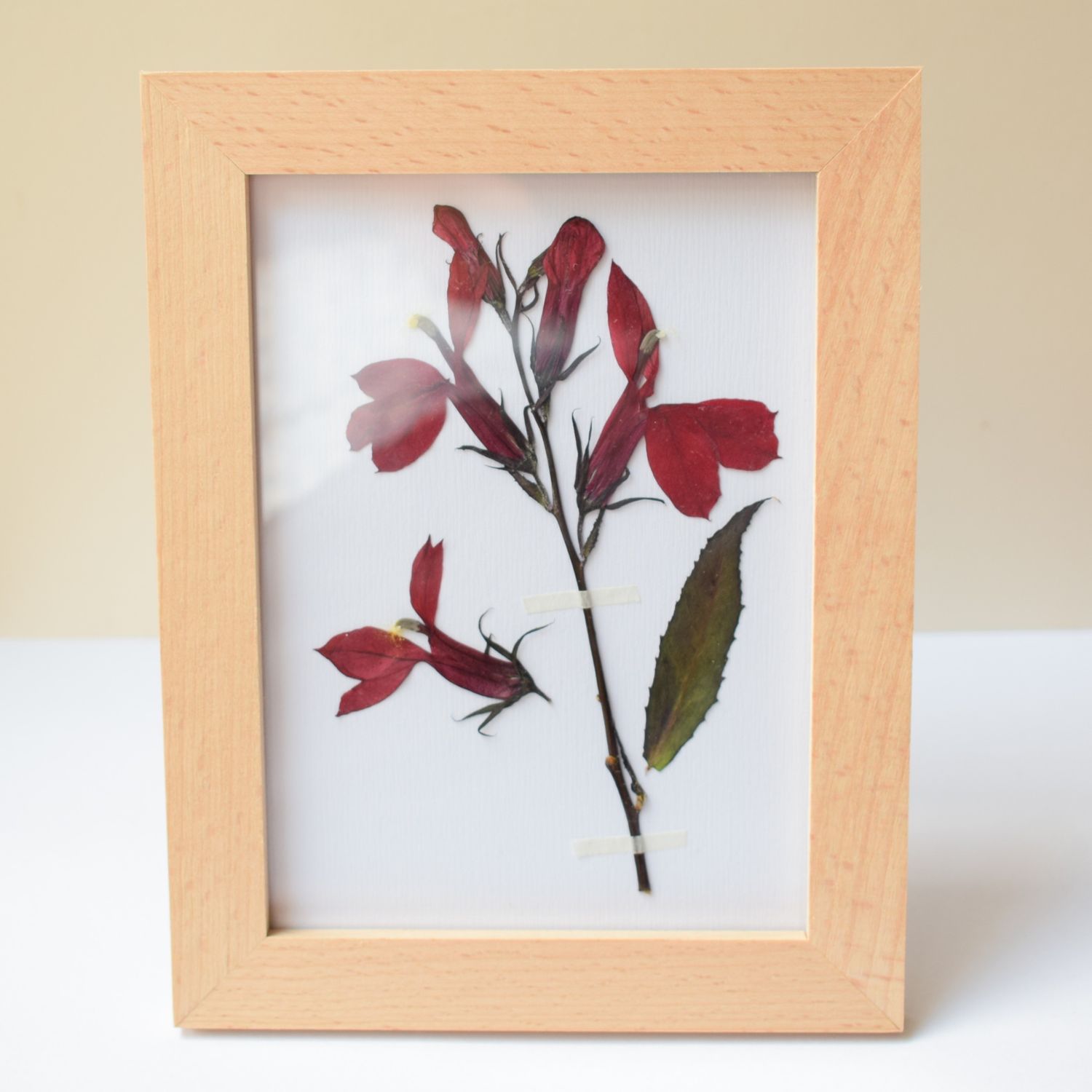 Pressed Lobelia frame pressed flower frame lobelia