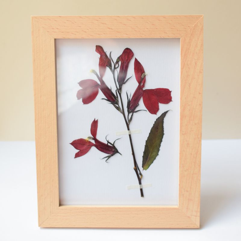 pressed flower frame lobelia