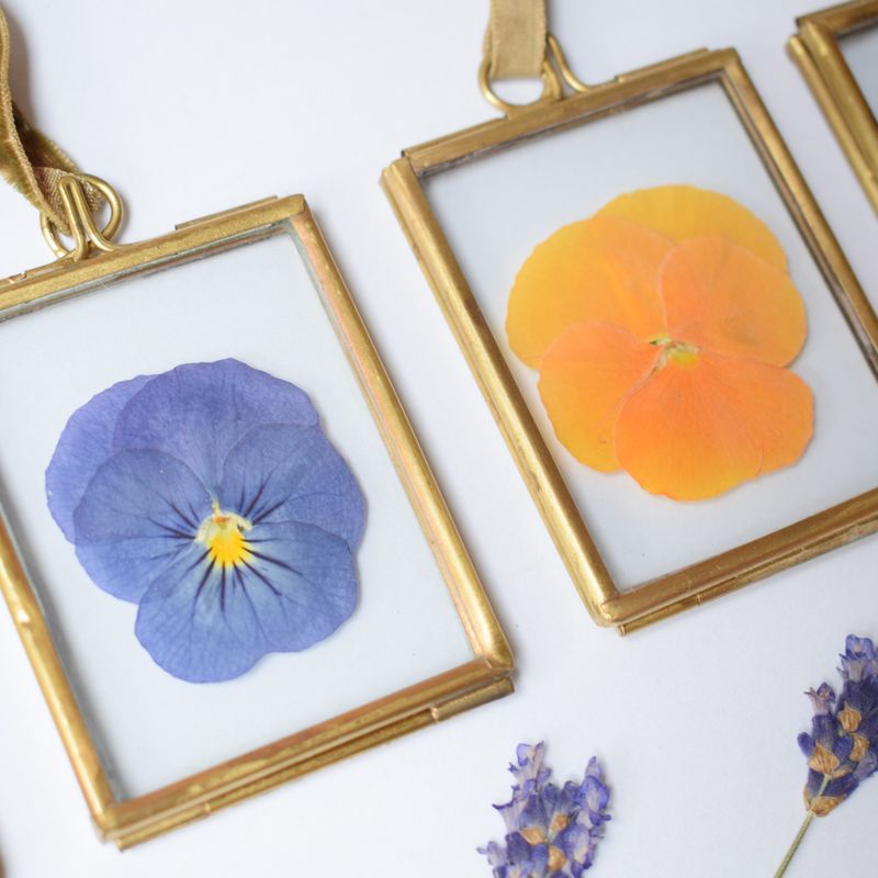 pressed violas framed blue orange
