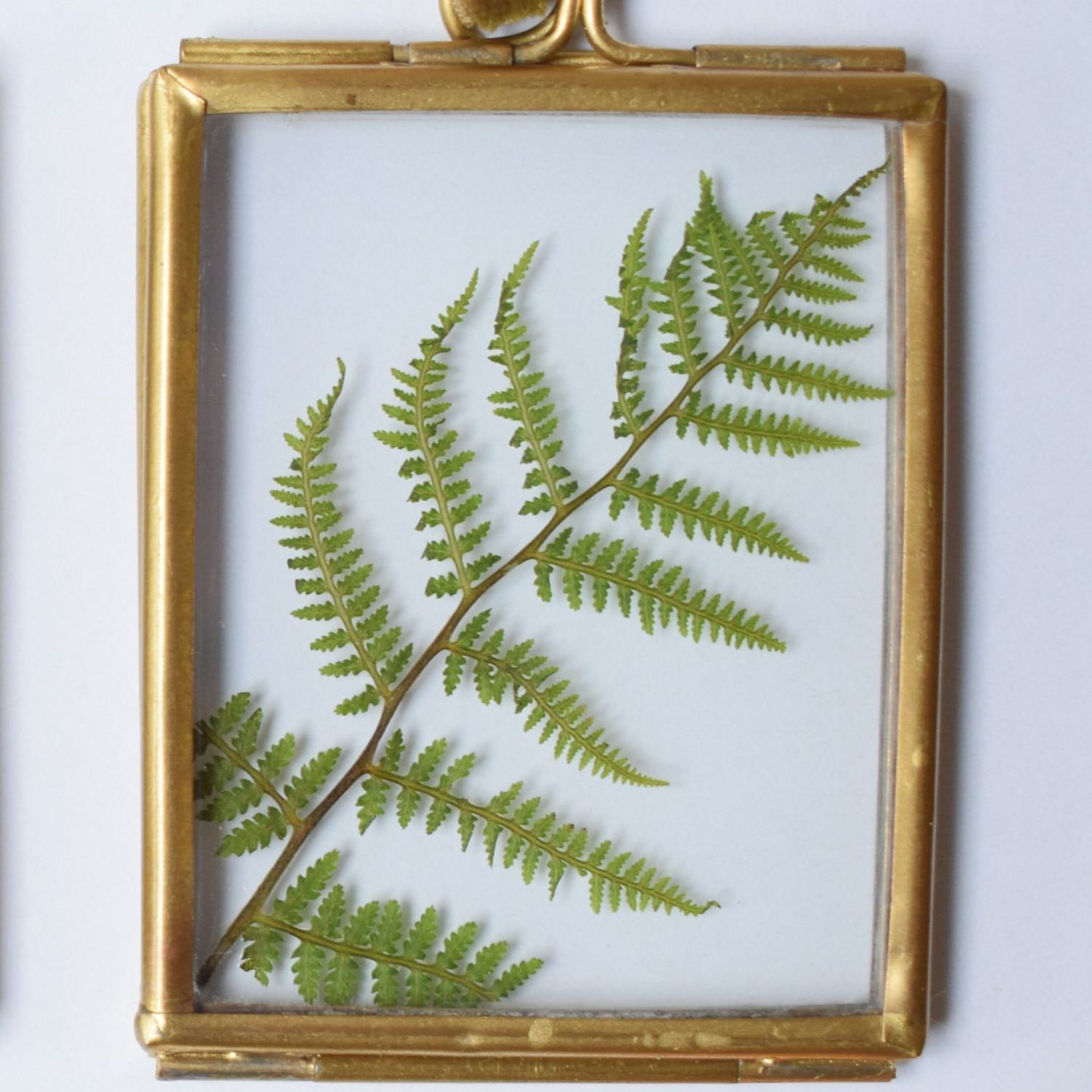 framed fern