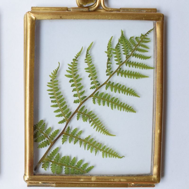 framed fern