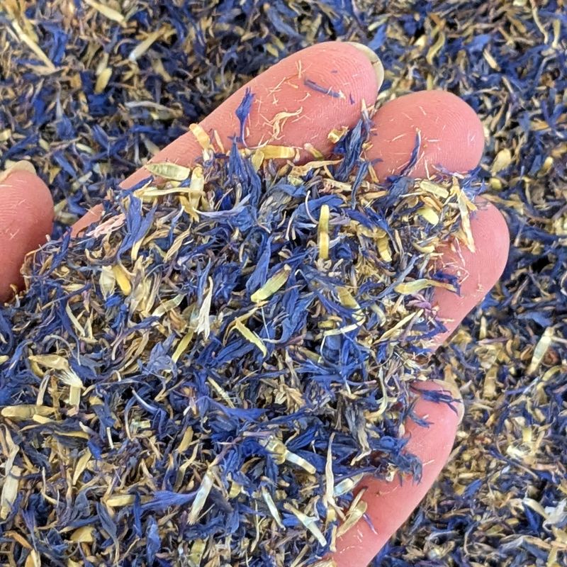 dried cornflower petals blue
