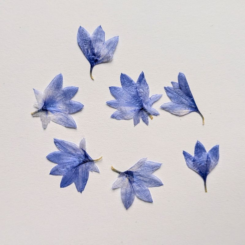 Pressed cornflower petals blue 7 pack UK pressed flower petals blue