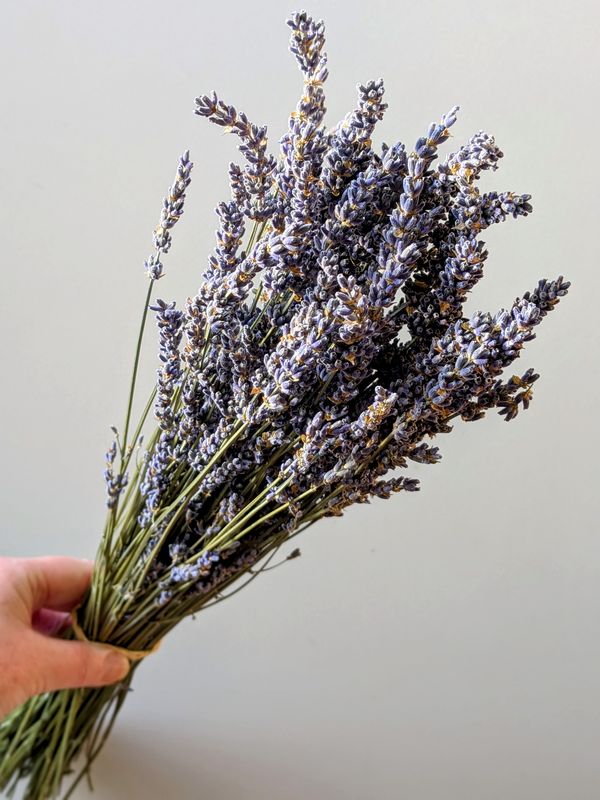 Dried lavender bunch bulk pack wholesale lavender bunch