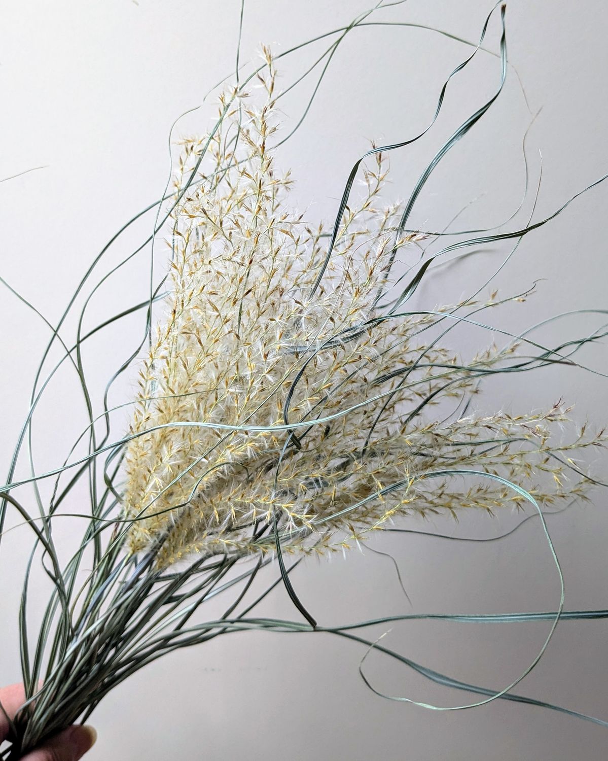miscanthus stems dried uk