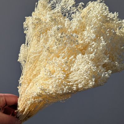 broom bloom bleached