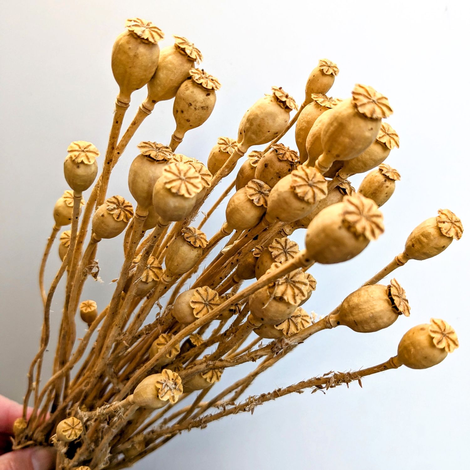 dried poppy bunch