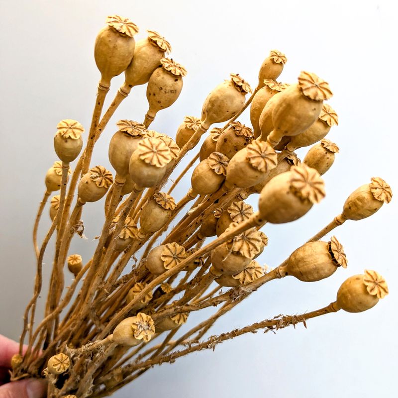 dried poppy bunch