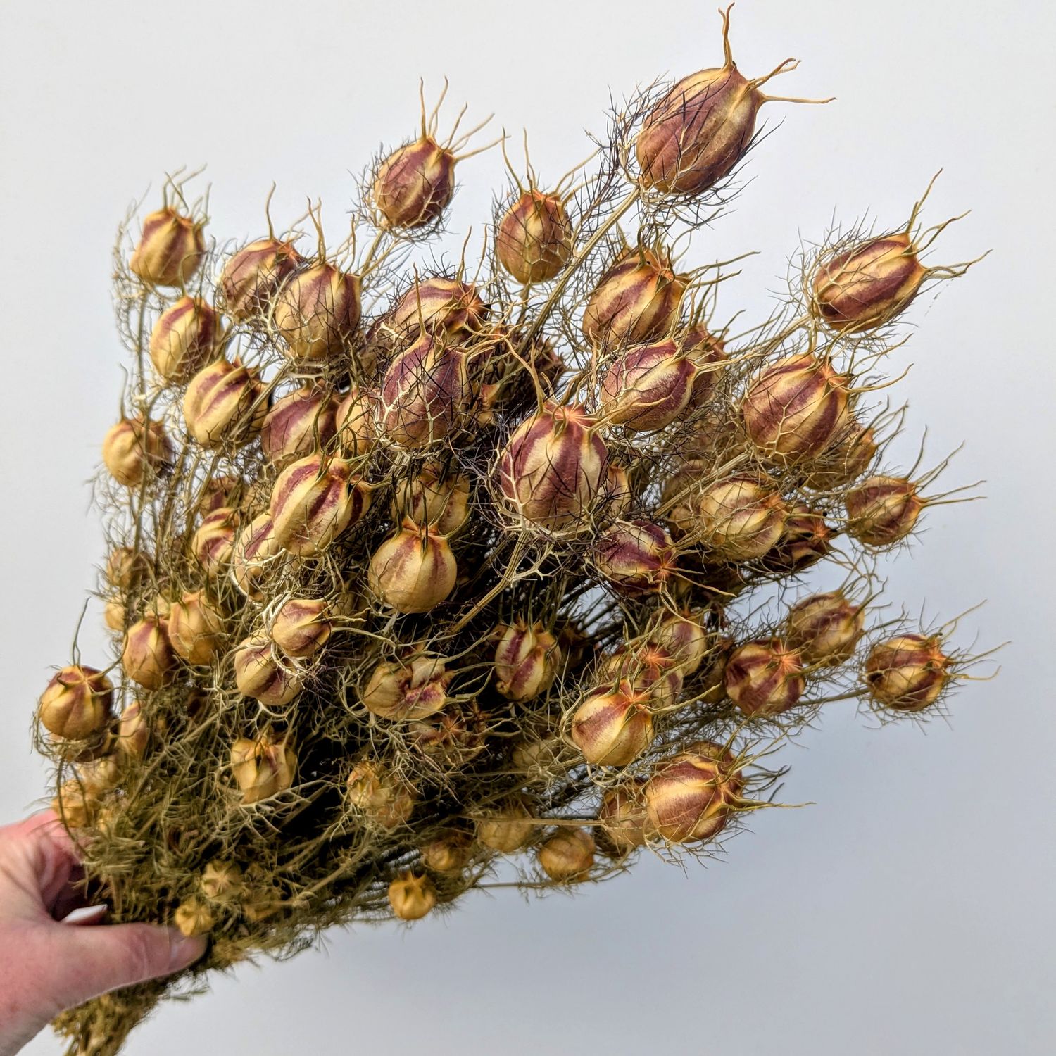 Nigella pods bunch natural green UK nigella seed pods dried