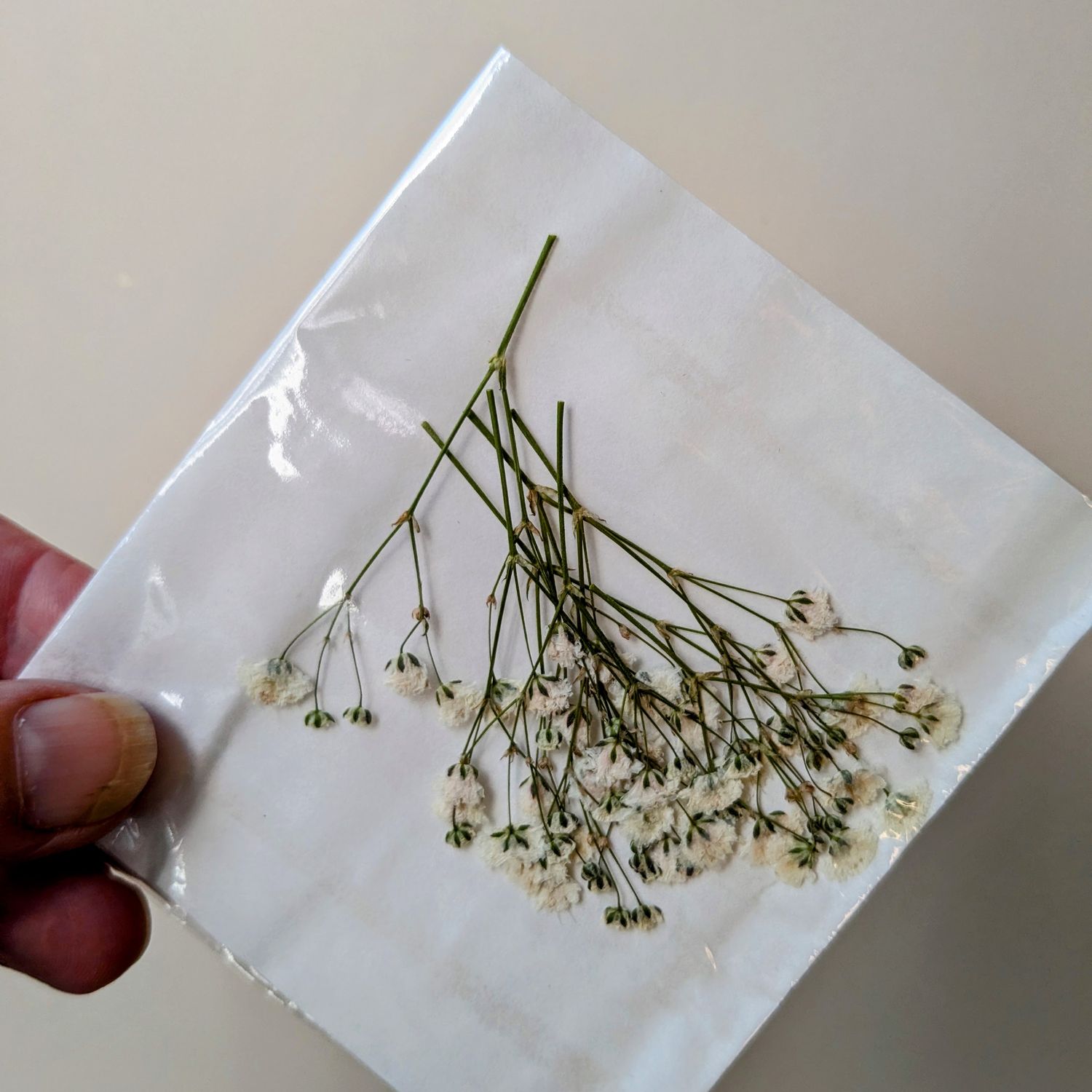 pressed white gypsophila uk