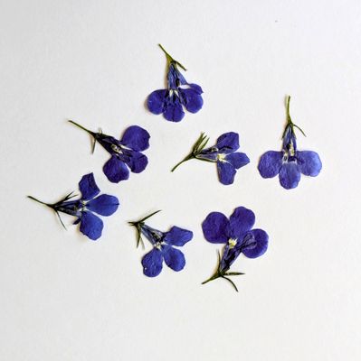 pressed lobelia