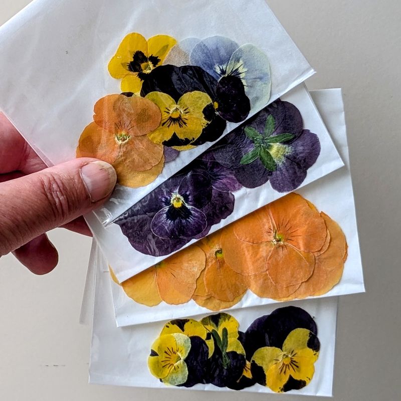 Pressed flowers pansy Viola pack of 7 UK pressed violas