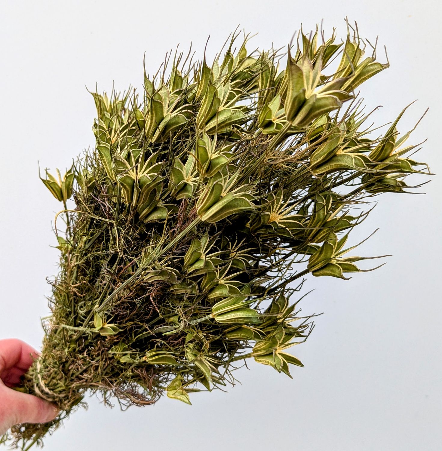 nigella orientalis bunch dried