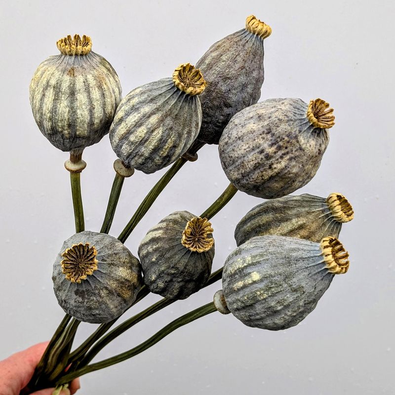 Poppy XL seed heads bunch 8 stems UK Brown Sale poppy seed pods