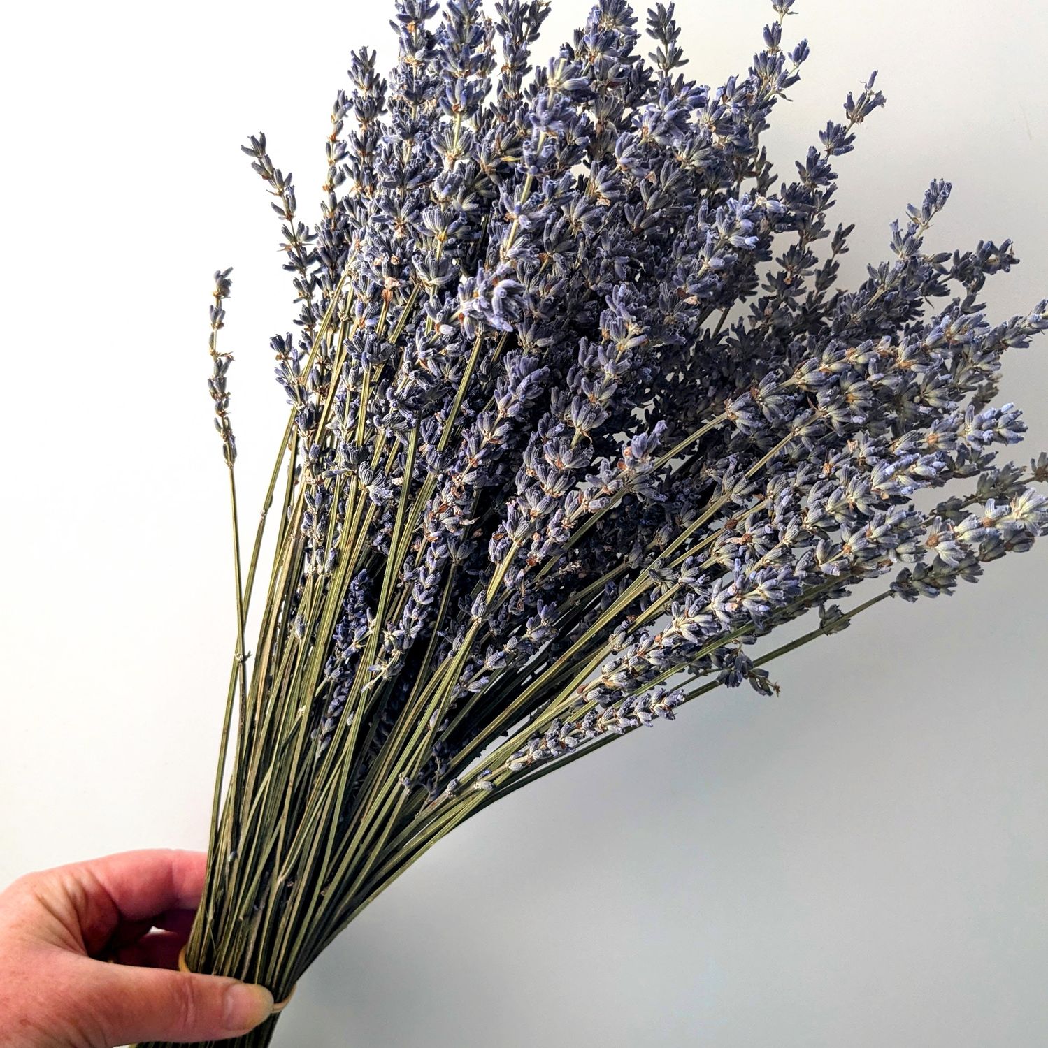 Dried lavender bunch dried lavender bunch