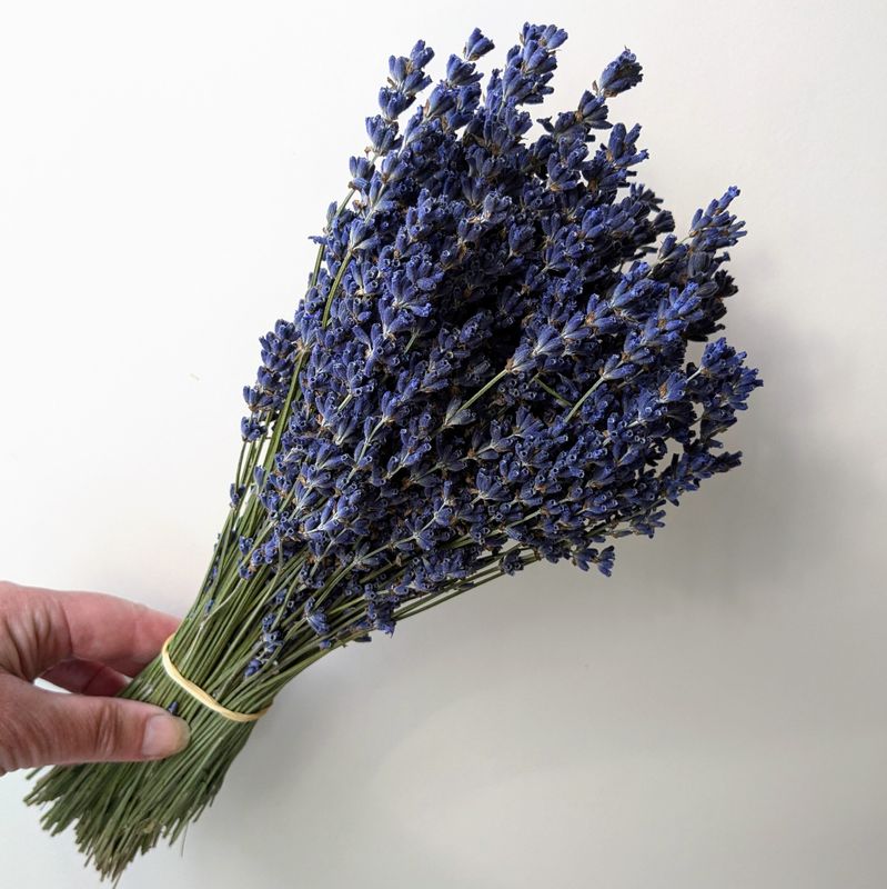 Lavender bunch blue dried lavender bunch blue