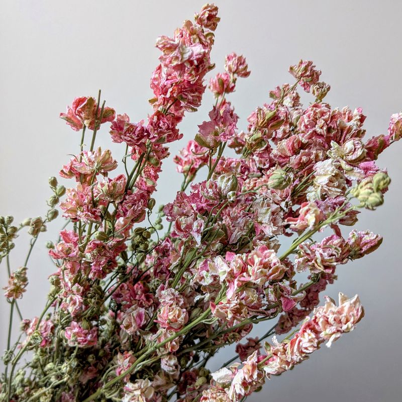 pink delphinium bunch dried uk