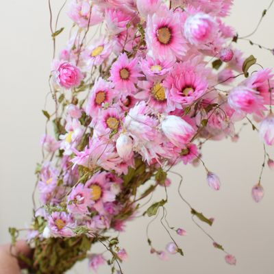 Dried bunch pink Rhodanthus daisies Sale rhodant bunch pink