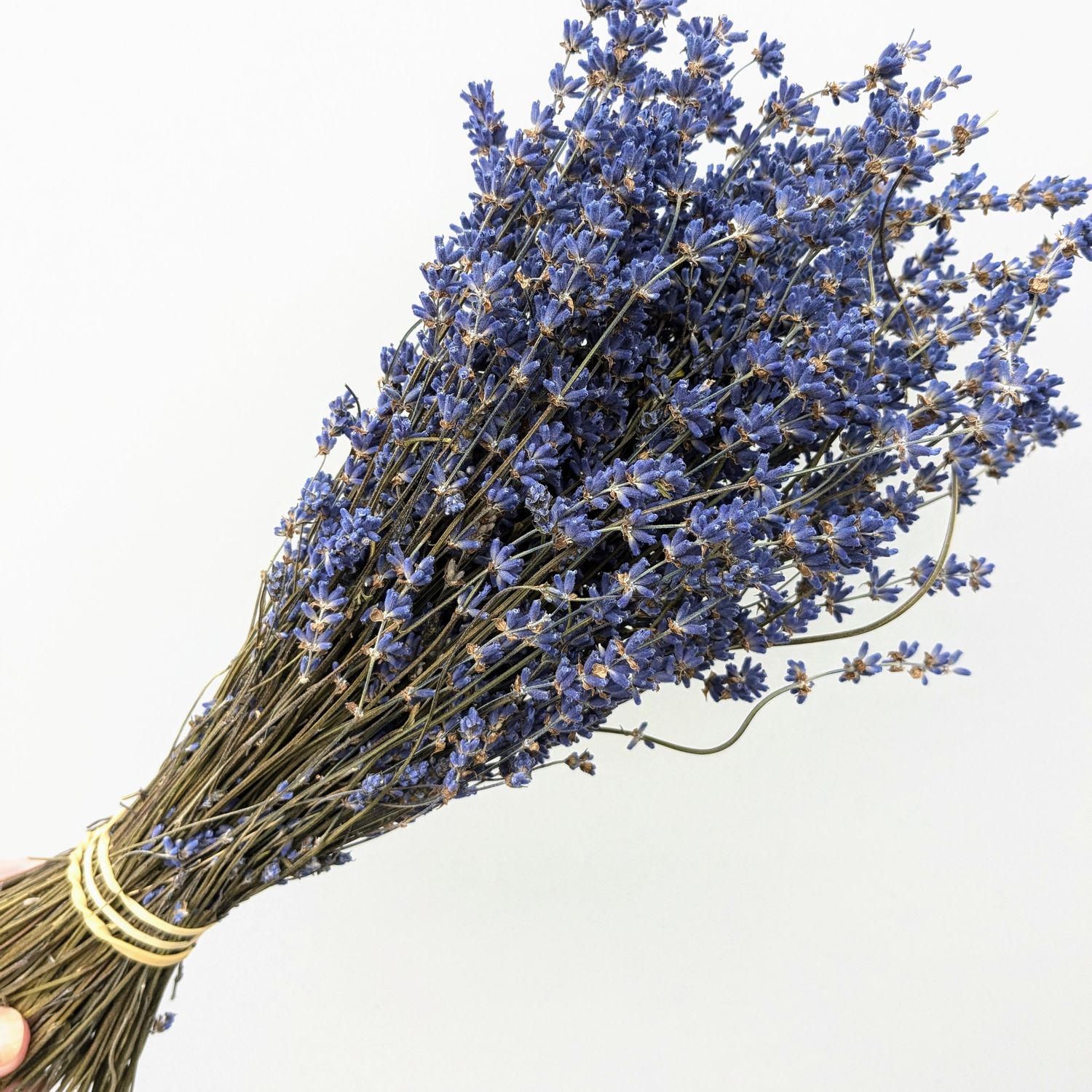 Dried English lavender bunch english lavender bunch dry
