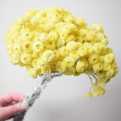 immortelle bunch natural dried helichrysum yellow