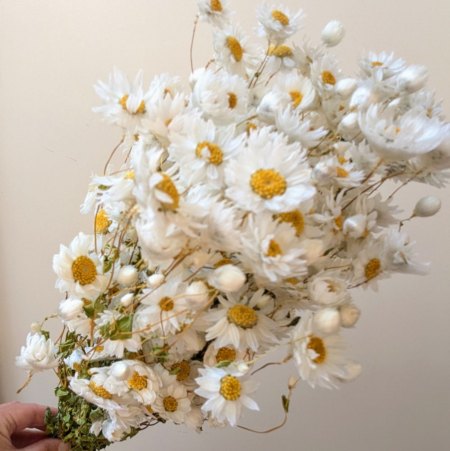 dried rhodanthe white