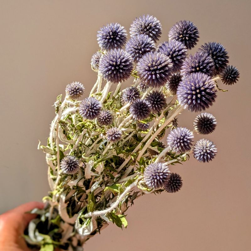Echinops - Globe Thistle dried flower bunch UK echinops bunch dried