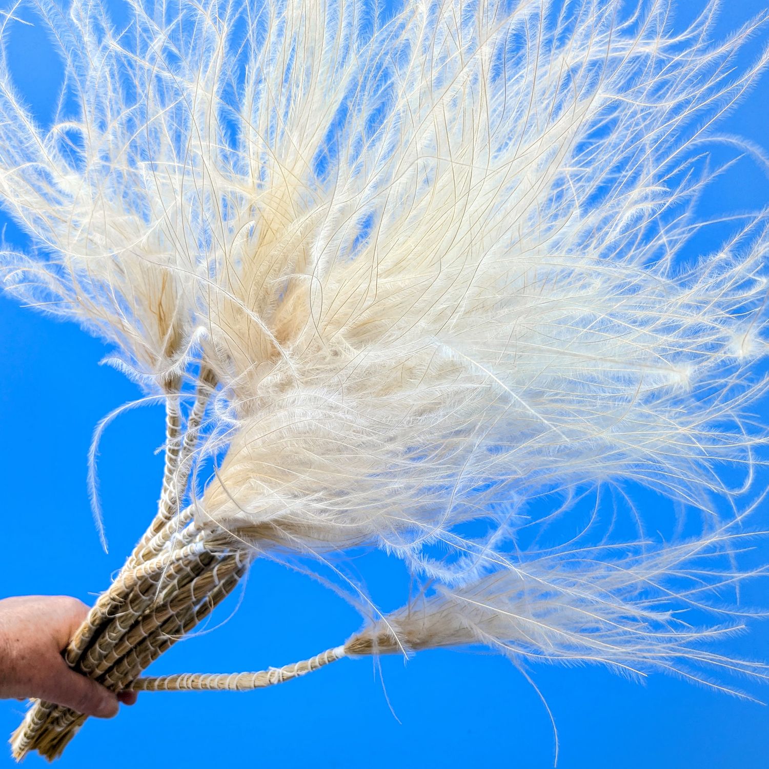 stipa grass