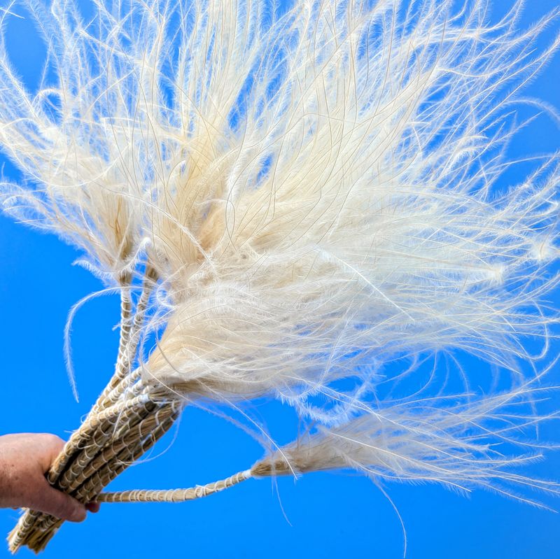 Feather grass dried bundle - Stipa pennata Sale stipa grass