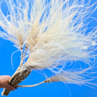 stipa grass