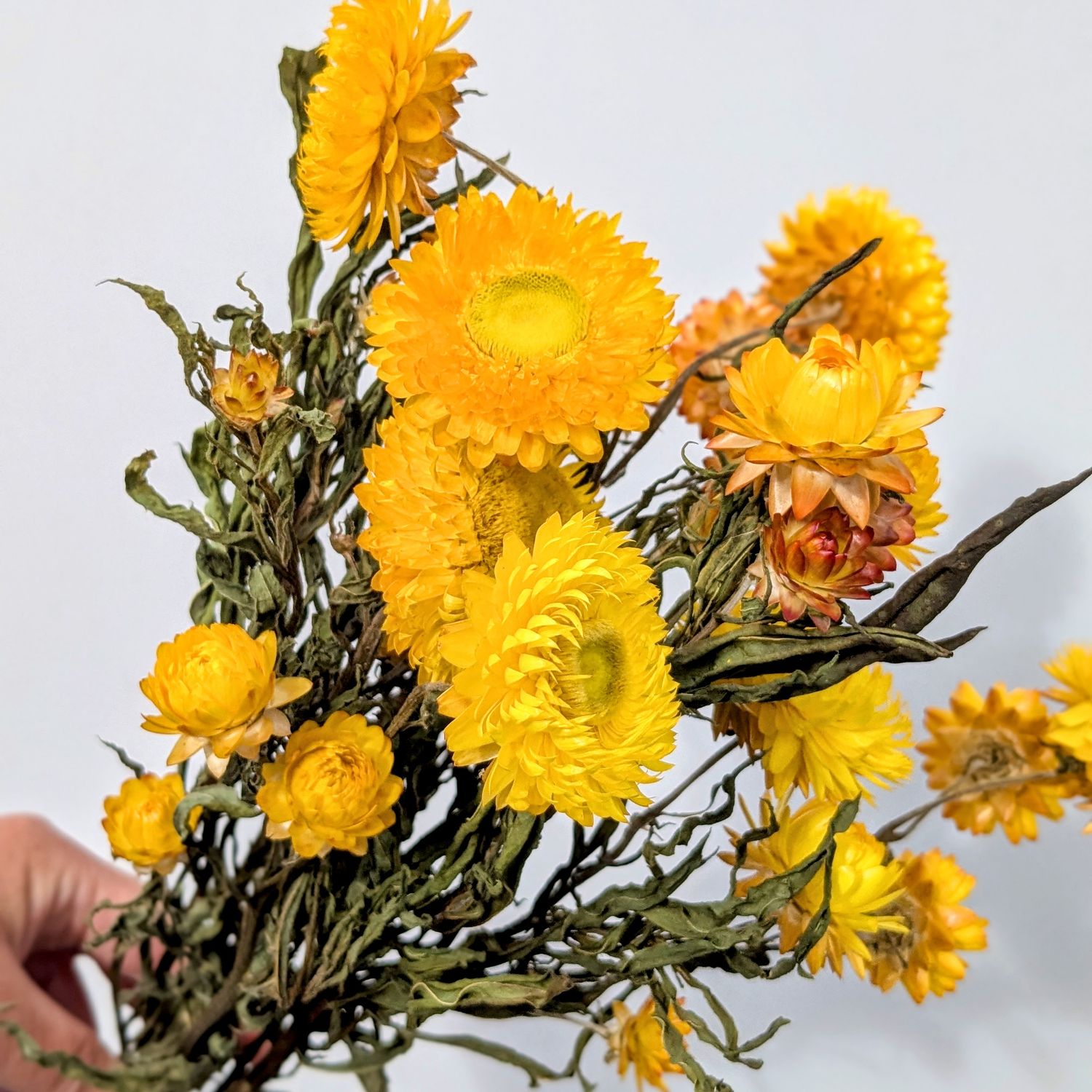 dried strawflower bunch yellow