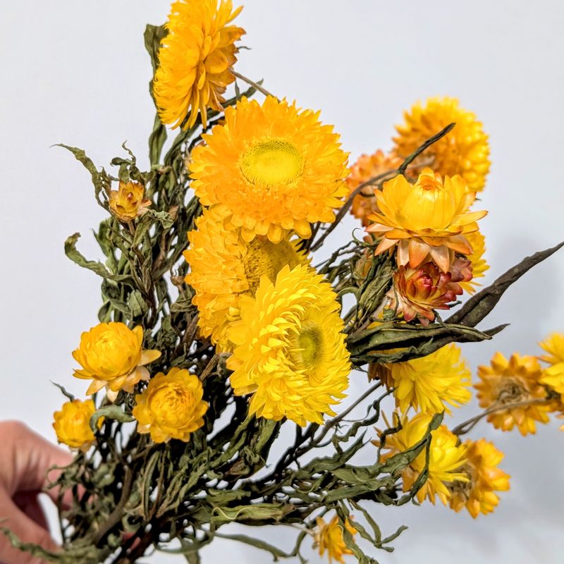 dried strawflower bunch yellow