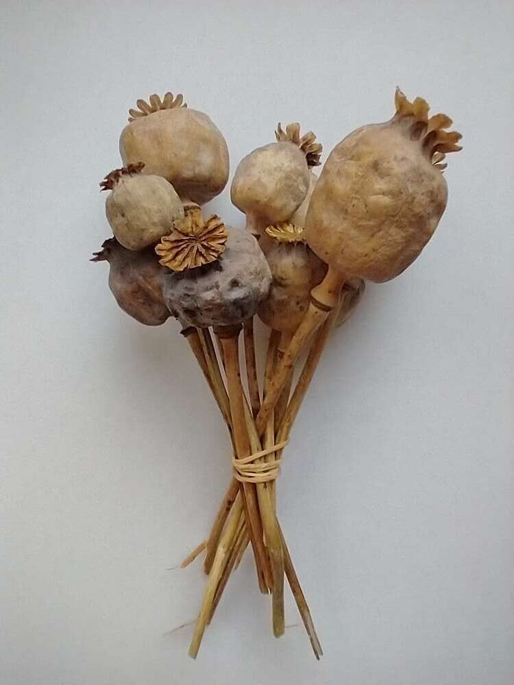large dried poppy heads with short stems