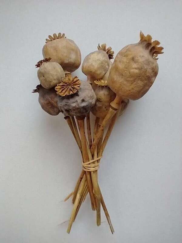 large dried poppy heads with short stems