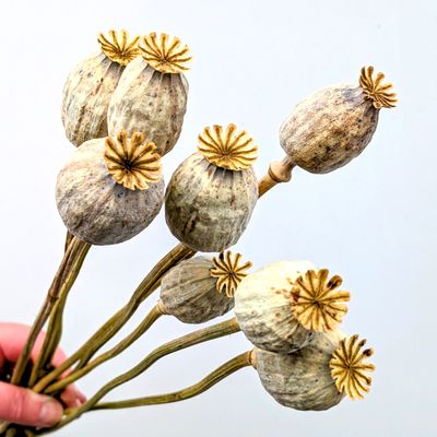 large dried poppy heads with short stems