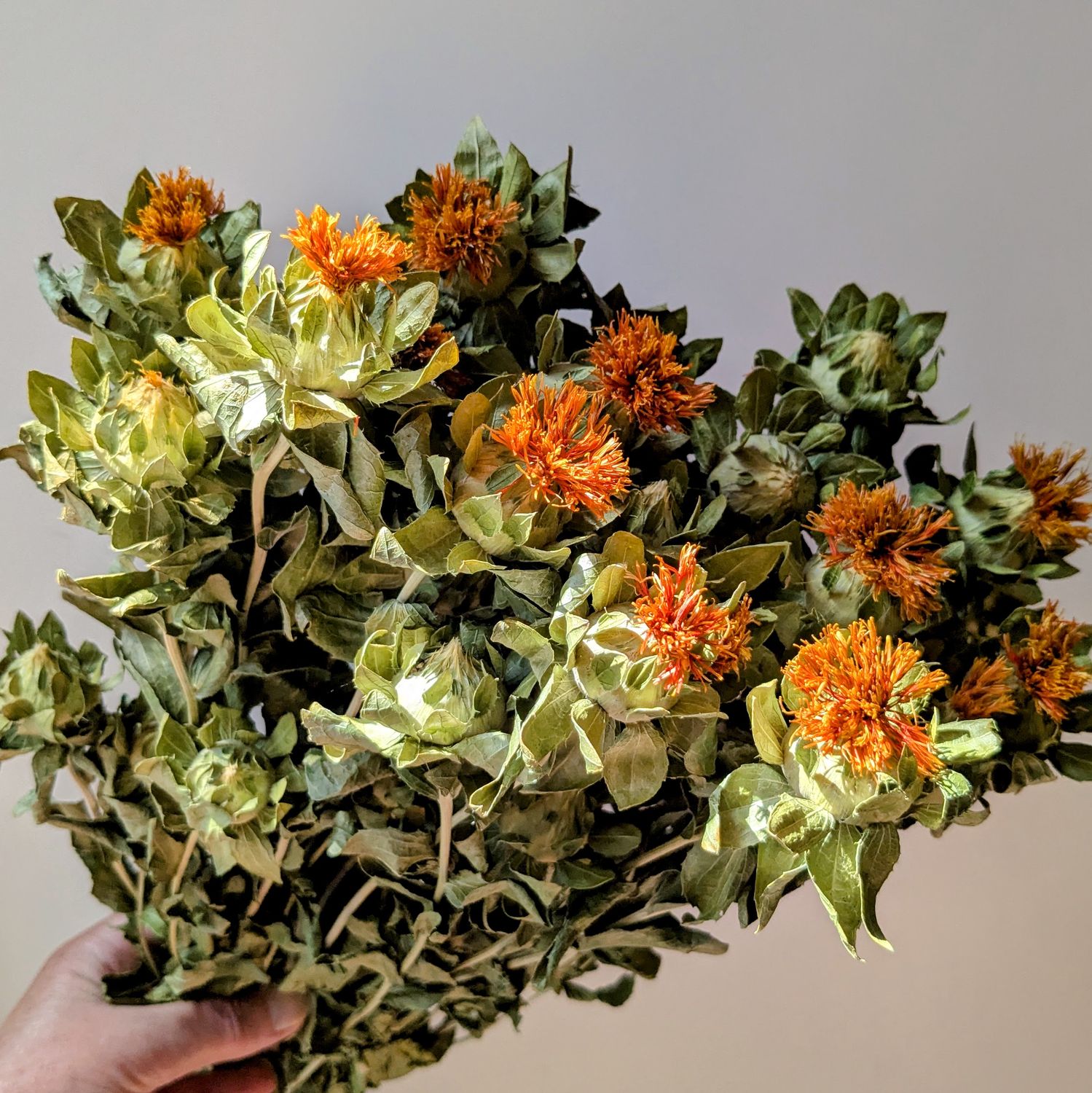 carthamus safflower dried