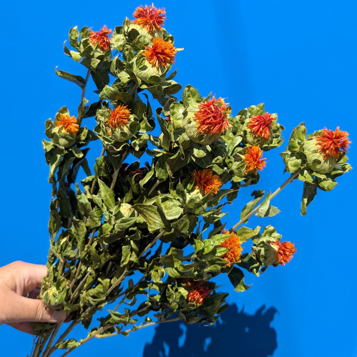 carthamus dried flowers