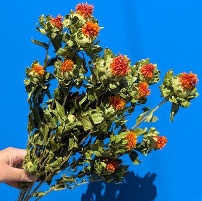 Safflower - Carthamus - orange bunch UK carthamus dried flowers