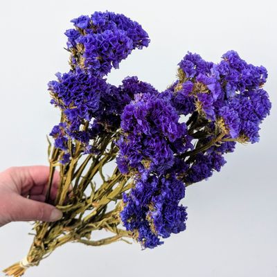 Statice sinuata purple violet UK purple statice