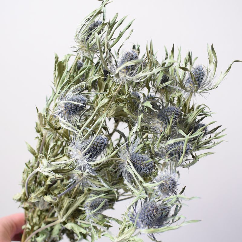 dried thistle