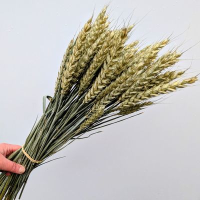 wholesale wheat