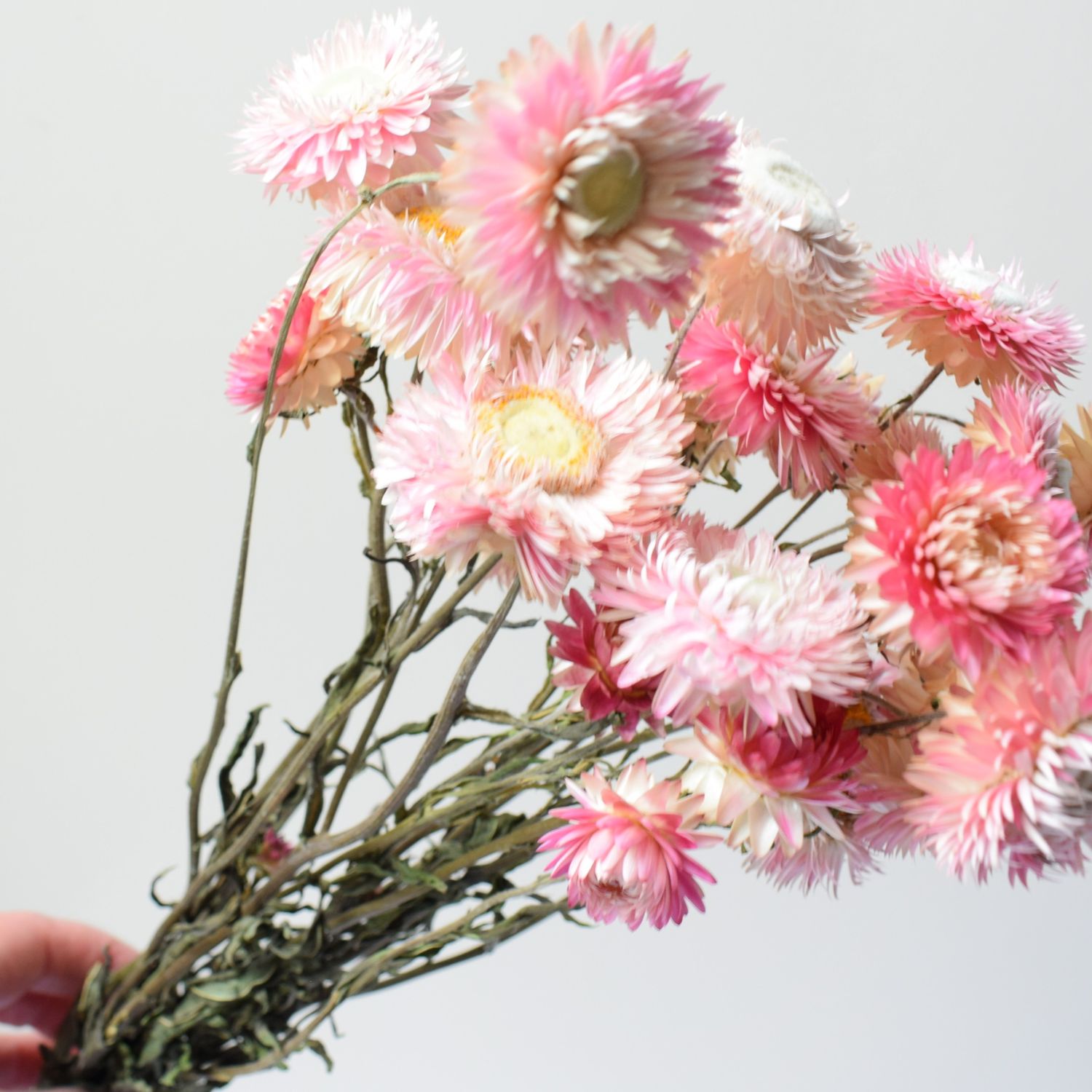 pink helichrysum uk