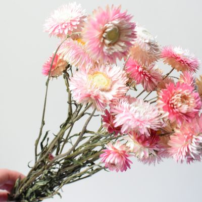 pink helichrysum uk