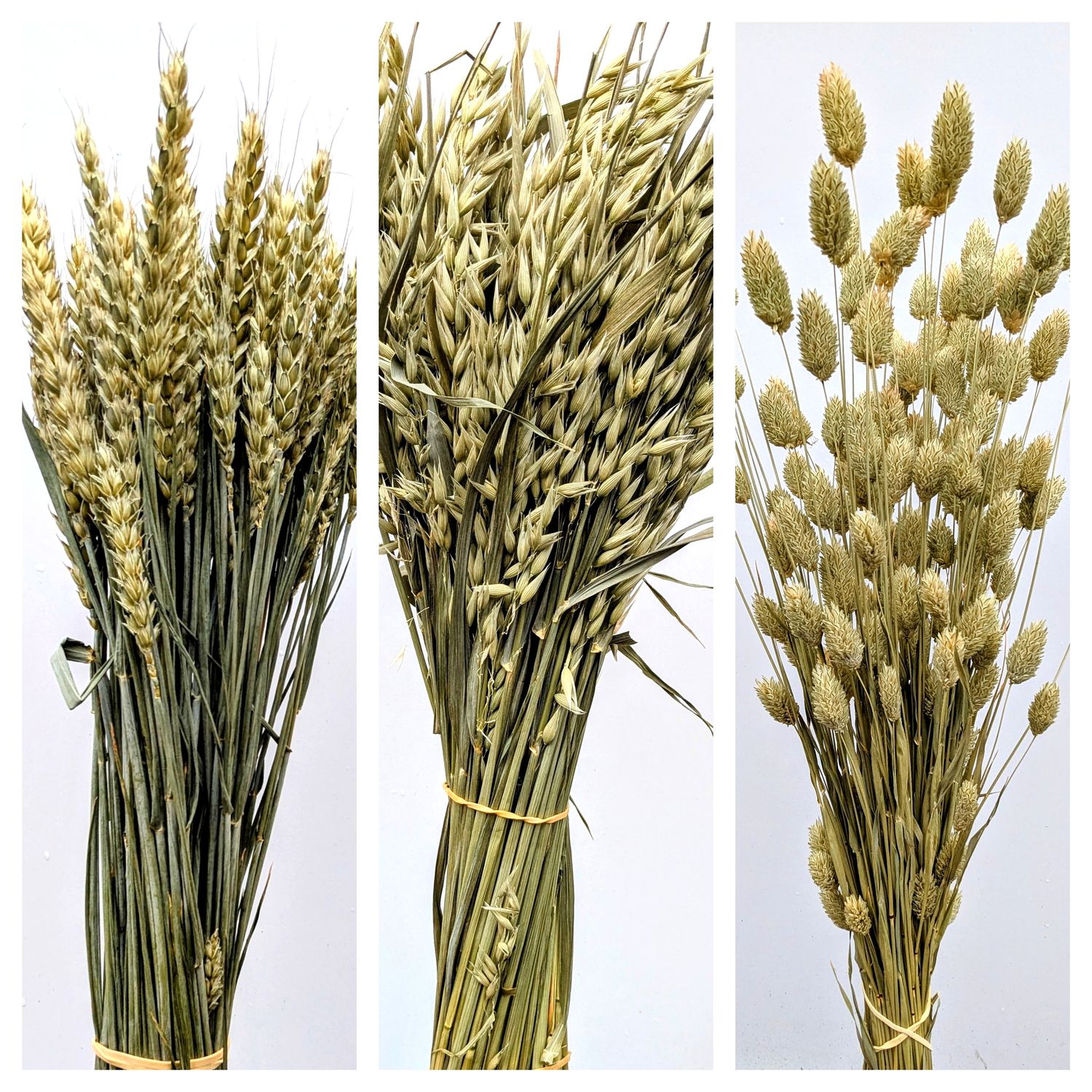 Dried grass bunch three pack UK dried grasses uk grown